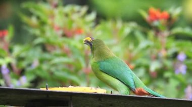 bir zümrüt toucanet (aulacorhynchus prasinus), Kosta Rika'daki bir beslenme merkezi