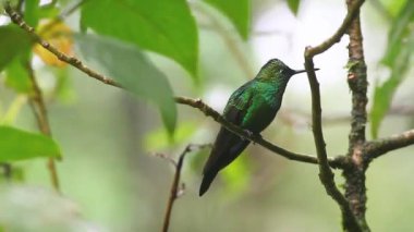 monteverde Kosta Rika dan yeşil tepeli parlak sinekkuşu