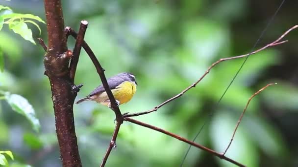 Bananaquit posazená na pobočku v monteverde Kostarice. — Stock video