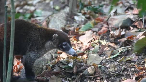 Egy Fehérorrú koati (nasua narica) áthalad a test — Stock videók