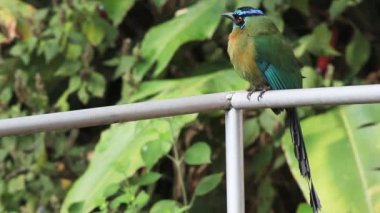 Turkuaz kaşlı bir motmot, eumomota superciliosa, Kosta Rika bulundu