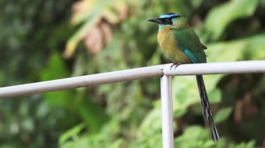 Turkuaz kaşlı bir motmot, eumomota superciliosa, Kosta Rika tünemiş