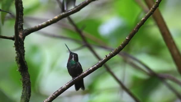 A Purple-throated Mountaingem, Lampornis calolaemus, encaramado en Costa Rica — Vídeos de Stock