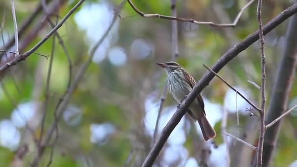 Un Moucherolle rayé, Myiodynastes maculatus, perché dans un arbre au Costa Rica 
