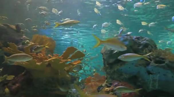 Un tiburón diente de sierra nada con peces tropicales — Vídeo de stock