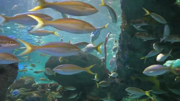 Los tiburones nadan entre grandes y coloridas escuelas de peces — Vídeo de stock