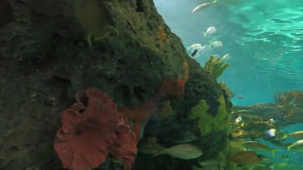 Grandes tiburones nadan entre coloridas escuelas de peces tropicales — Vídeos de Stock