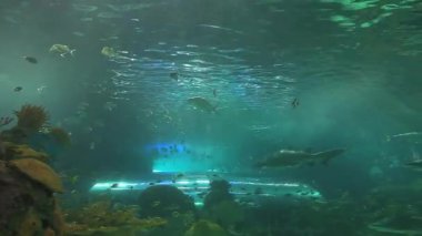 köpek balıkları renkli tropikal balık Okullar aracılığıyla cruise