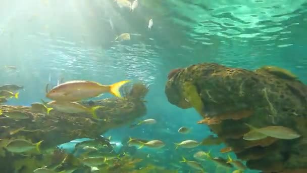 Grands requins et poissons tropicaux colorés nagent dans un récif corallien — Video