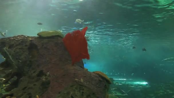 Haie kreuzen durch Schwärme tropischer Fische — Stockvideo