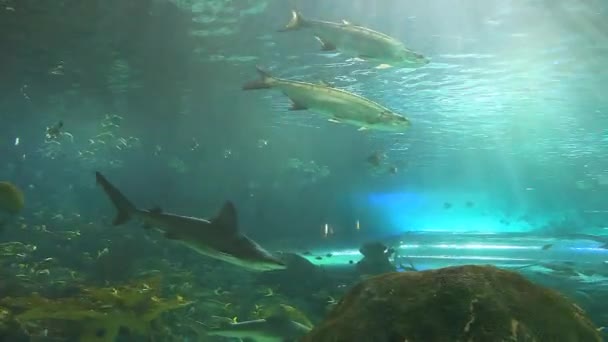 Tubarões cruzeiro através de escolas de peixes tropicais coloridos — Vídeo de Stock