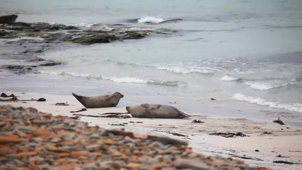 Een weergave van grijze zeehonden rusten op een rotsachtige kust. — Stockvideo