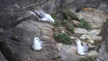 Kuzey fulmar, fulmarus glacialis, İskoçya'da iç içe geçirme