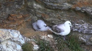 Kuzey fulmar, fulmarus glacialis, orkney içinde iç içe geçirme