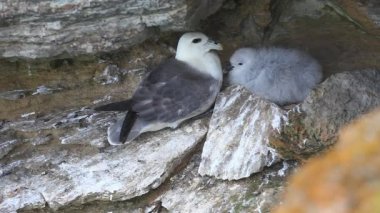Kuzey fulmar, İskoçya'dan fulmarus glacialis iç içe geçirme