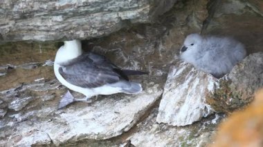 Kuzey fulmar, fulmarus glacialis, orkney, İskoçya gelen iç içe geçirme