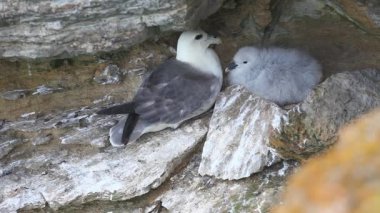 Kuzey fulmar, fulmarus glacialis iç içe geçirme