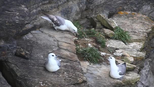 Anidando en Fulmar del Norte, Fulmarus glacialis, en Escocia — Vídeos de Stock