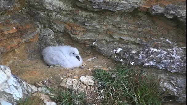 Nesting Northern Fulmar, Fulmarus glacialis, in Orkney, Scozia — Video Stock