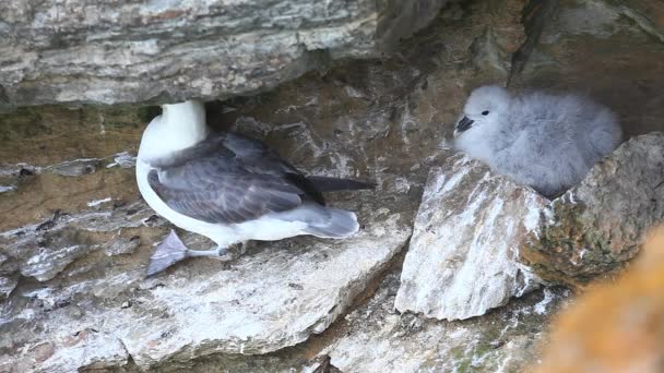 Fészkelő északi sirályhojsza, (Fulmarus glacialis), az orkney, Skócia — Stock videók