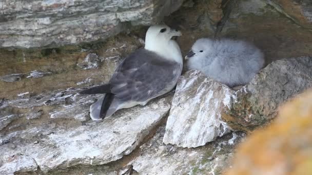 Nidificazione procellaria, fulmarus glacialis — Video Stock