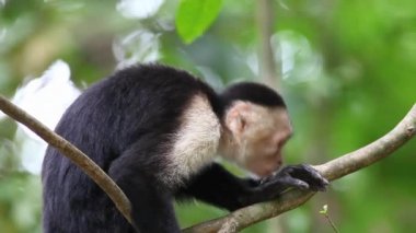 dinlenme (cebus capucinus) yabani AK capuchin maymun