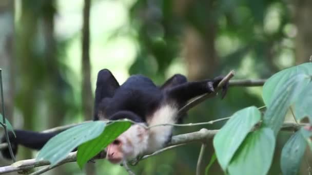 Capuchinho de rosto branco selvagem (Cebus capucinus) encontra algo interessante — Vídeo de Stock