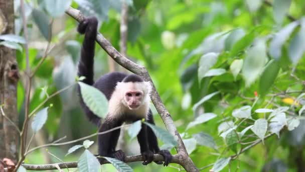 Wild White-face Capuchinos mira algo por debajo — Vídeo de stock