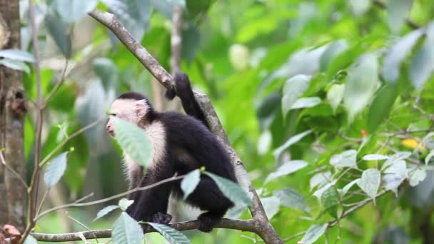 Wild White-faced Capuchin becoming agitated — Stock Video