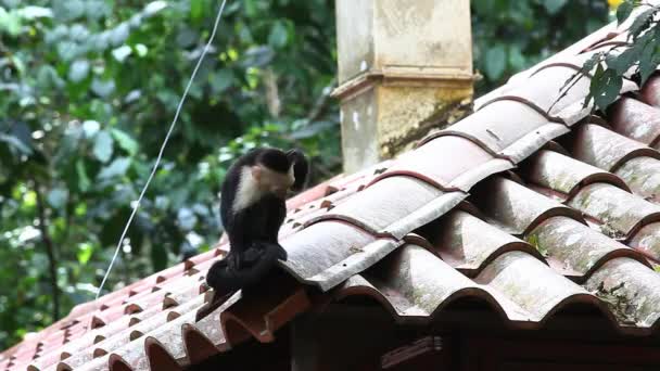 Пара белолицых обезьян-капуцинов взаимодействует — стоковое видео