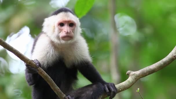 Wild White-faced Capuchin (Cebus capucinus) relaxs grooming — Stock Video