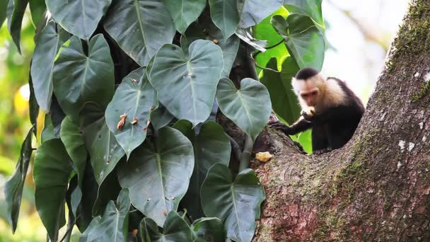 Wild White-faced Capuchin (Cebus capucinus) monkey eating fruit — Stock Video