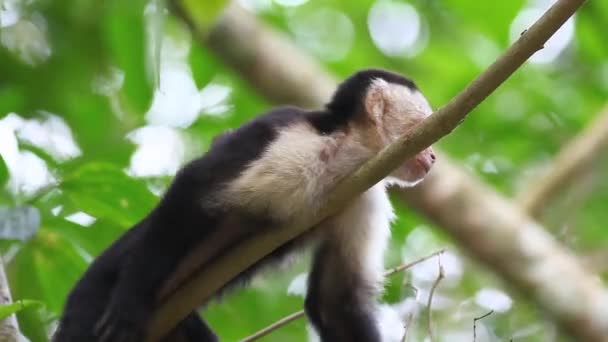 Relajante mono capuchino de cara blanca salvaje (Cebus capucinus) — Vídeo de stock