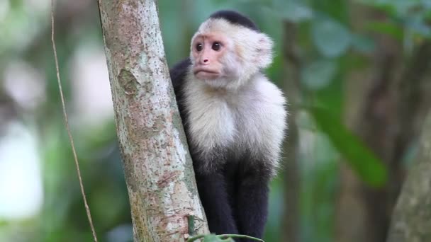 Selvagem Capuchinho de rosto branco (Cebus capucinus) relógios para o perigo — Vídeo de Stock