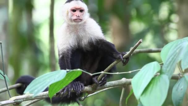 Capucin à tête blanche (Cebus capucinus) sauvage singe regarde autour de lui — Video