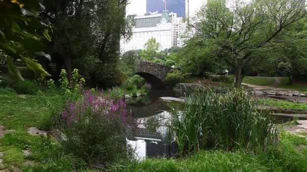 Central Park con Arched Bridge y flores, Nueva York — Vídeo de stock