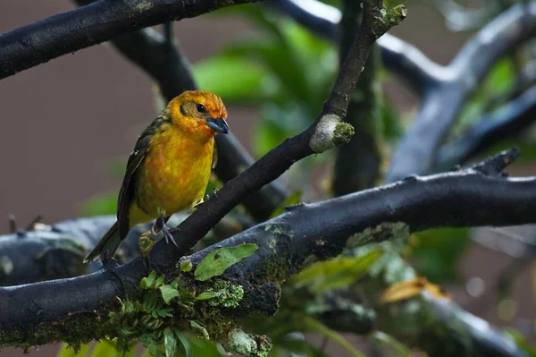 Eine Weibliche Flammenfarbene Tanager Piranga Bidentata Thront Auf Einem Ast — Stockfoto