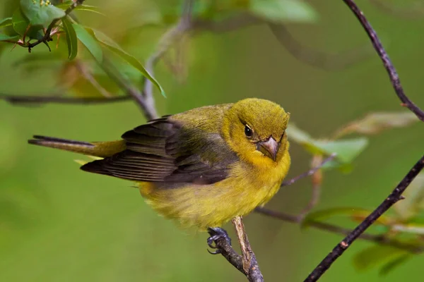 Kobieta Szkarłatna Tanager Piranga Olivacea Widok Bliska — Zdjęcie stockowe