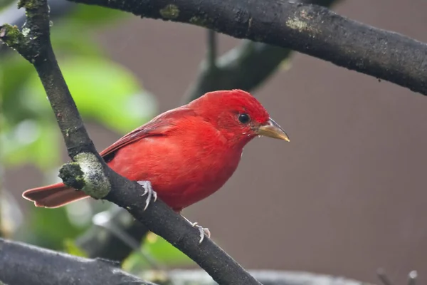 Tanager Verano Masculino Piranga Rubra Encaramado Rama Imagen De Stock