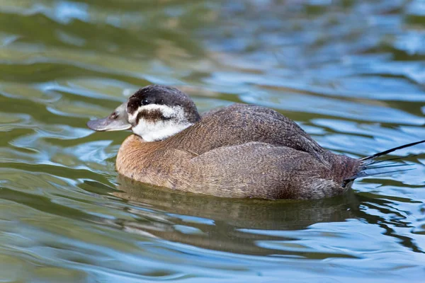 Pato Cabeça Branca Fêmea Oxyura Leucocephala Relaxando Água — Fotografia de Stock