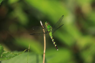 Dişi bir Doğu Pondhawk, Erythemis simplicicollis, dal üzerine tünemiş.
