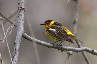Bir Erkek Burnu May Warbler, Setophaga tigrina, tünemiş