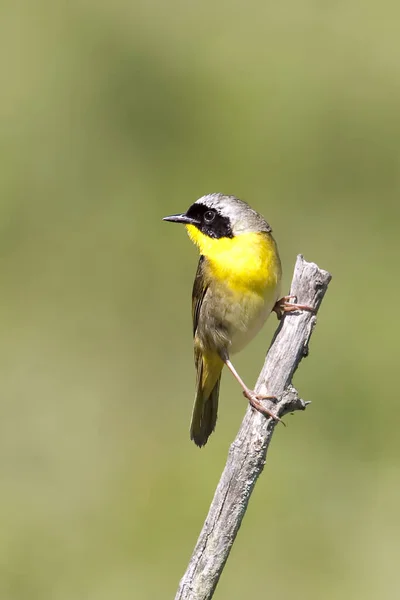 Verticale Una Gola Gialla Comune Geothlypis Trichas Appollaiato Ramoscello Secco — Foto Stock