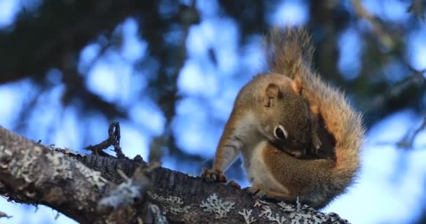 Amerikanisches Rotes Eichhörnchen Tamiasciurus Hudsonicus Von Algonquin — Stockvideo