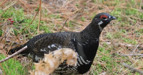 Spruce Grouse Falcipennis Canadensis 来自Algonquin — 图库视频影像