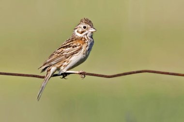 Bir Vesper Sparrow, Pooecetes gramineus, çitin üzerine tünemiş.