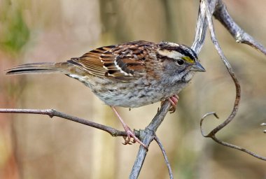 Beyaz boğazlı bir serçe, Zonotrichia albicollis, yakın plan.