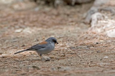 Sarı gözlü Junco, Junco phaeonotus, yerde dinleniyor.