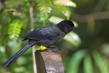 Sarı kalçalı Finch, Pselliophorus tibialis, yakın konumda.