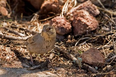 Bir Kanyon Towhee, Melozone Fusca, yerde yiyecek arıyor.